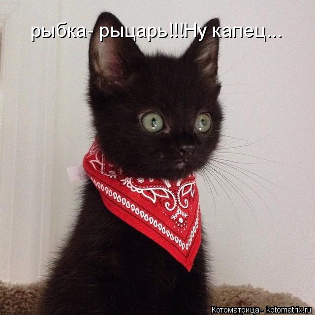 рыбка- рыцарь!!!Ну капец...... Котоматрица: рыбка- рыцарь!!!Ну капец...
