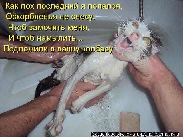 Как лох последний я попался, Оскорбленья не снесу. Чтоб замочить меня, И чтоб намылить... Подложили в... Котоматрица: Как лох последний я попался, Оскорбленья не снесу. Чтоб замочить меня, И чтоб намылить... Подложили в ванну колбасу.