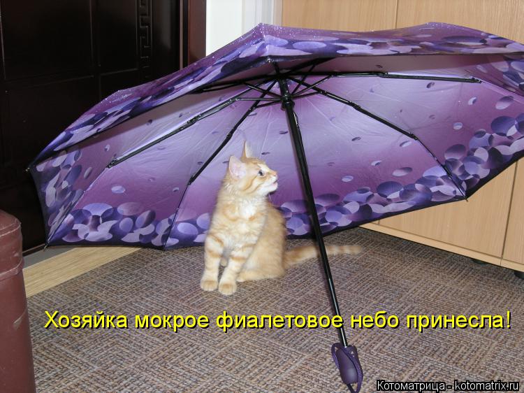 Хозяйка мокрое фиалетовое небо принесла!... Котоматрица: Хозяйка мокрое фиалетовое небо принесла!