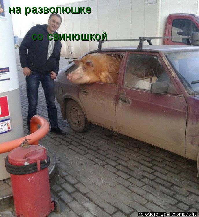 на разволюшке со свинюшкой... Котоматрица: на разволюшке со свинюшкой