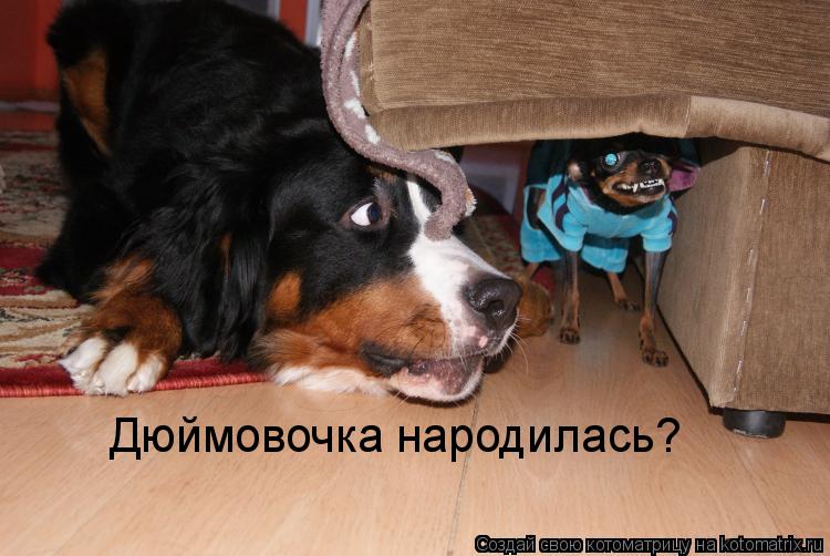 Дюймовочка народилась?... Котоматрица: Дюймовочка народилась?