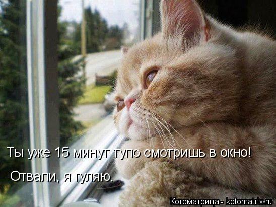 Ты уже 15 минут тупо смотришь в окно! Отвали, я гуляю.... Котоматрица: Ты уже 15 минут тупо смотришь в окно! Отвали, я гуляю.