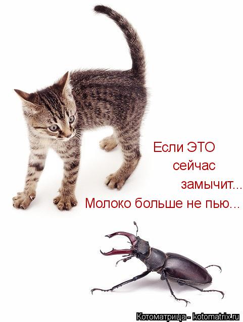 Молоко больше не пью... замычит... сейчас Если ЭТО... Котоматрица: Молоко больше не пью... замычит... сейчас Если ЭТО