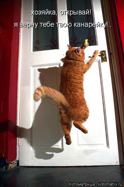 хозяйка, открывай! я верну тебе твою канарейку!..... Котоматрица: хозяйка, открывай! я верну тебе твою канарейку!..