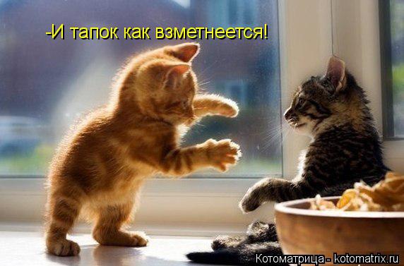 -И тапок как взметнеется!... Котоматрица: -И тапок как взметнеется!