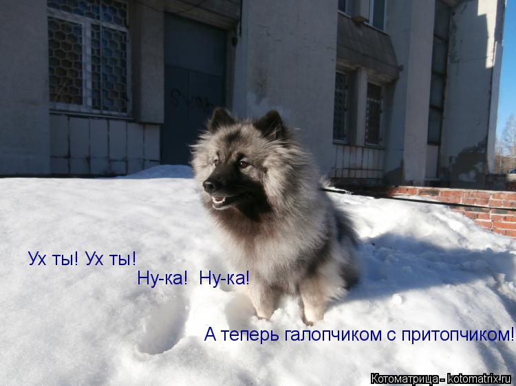 Ух ты! Ух ты! Ну-ка! Ну-ка! А теперь галопчиком с притопчиком!... Котоматрица: Ух ты! Ух ты! Ну-ка! Ну-ка! А теперь галопчиком с притопчиком!