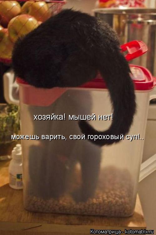 хозяйка! мышей нет! можешь варить, свой гороховый суп!..... Котоматрица: хозяйка! мышей нет! можешь варить, свой гороховый суп!..