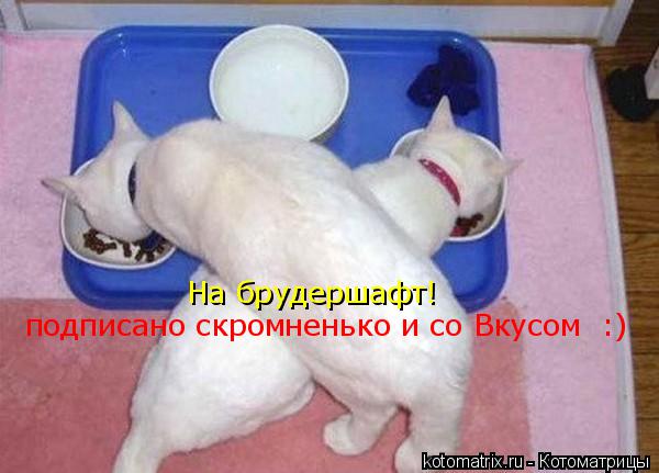 На брудершафт! подписано скромненько и со Вкусом :)... Котоматрица: На брудершафт! подписано скромненько и со Вкусом :)