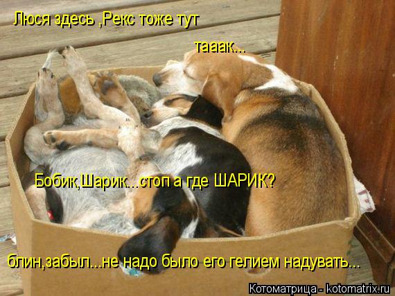 Люся здесь ,Рекс тоже тут тааак... Бобик,Шарик...стоп а где ШАРИК? блин,забыл...не надо было его гели... Котоматрица: Люся здесь ,Рекс тоже тут тааак... Бобик,Шарик...стоп а где ШАРИК? блин,забыл...не надо было его гелием надувать...