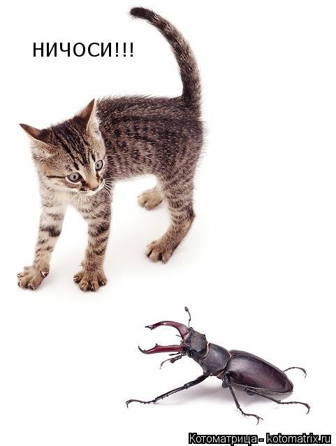 НИЧОСИ!!!... Котоматрица: НИЧОСИ!!!