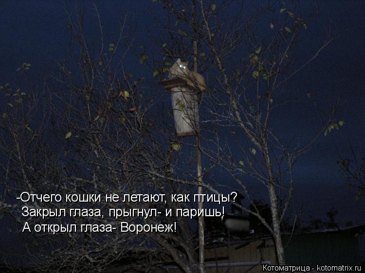 -Отчего кошки не летают, как птицы? Закрыл глаза, прыгнул- и паришь! А открыл глаза- Воронеж!... Котоматрица: -Отчего кошки не летают, как птицы? Закрыл глаза, прыгнул- и паришь! А открыл глаза- Воронеж!