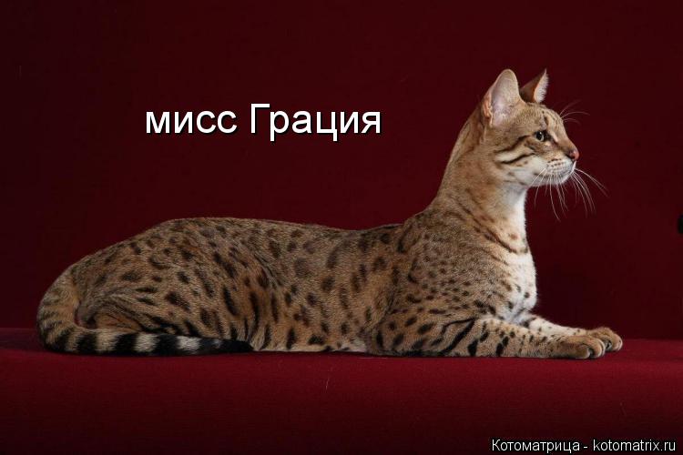 мисс Грация... Котоматрица: мисс Грация