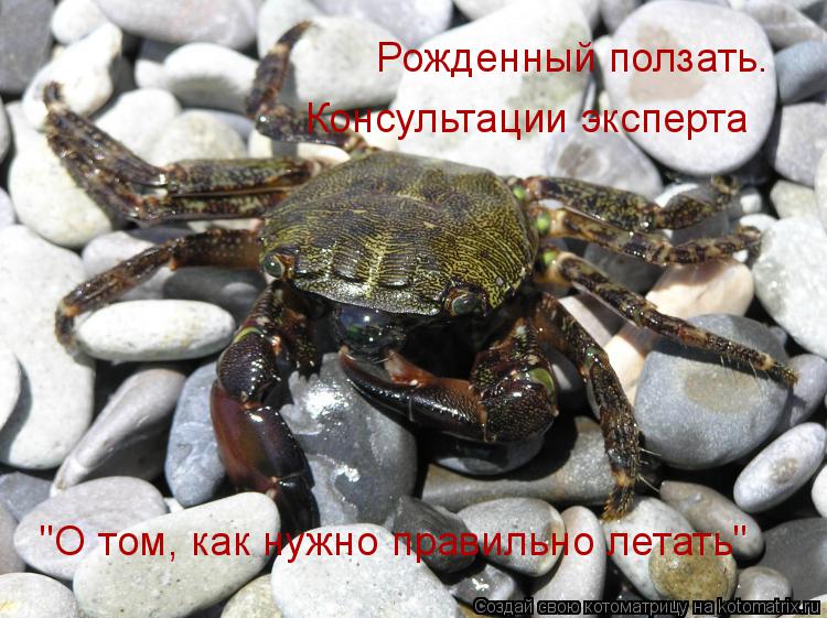 Рожденный ползать. Консультации эксперта "О том, как нужно правильно летать"... Котоматрица: Рожденный ползать. Консультации эксперта "О том, как нужно правильно летать"