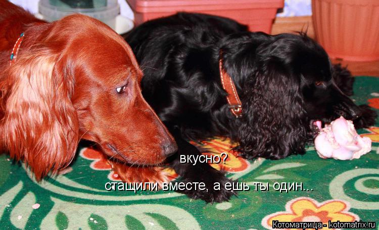 вкусно? стащили вместе, а ешь ты один...... Котоматрица: вкусно? стащили вместе, а ешь ты один...