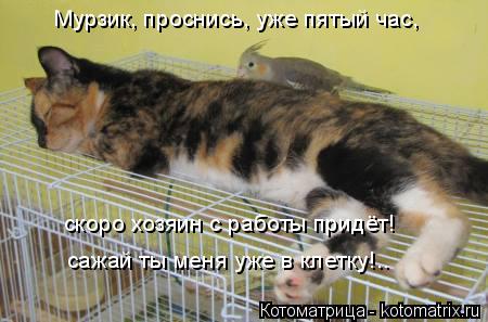 Мурзик, проснись, уже пятый час, скоро хозяин с работы придёт! сажай ты меня уже в клетку!..... Котоматрица: Мурзик, проснись, уже пятый час, скоро хозяин с работы придёт! сажай ты меня уже в клетку!..