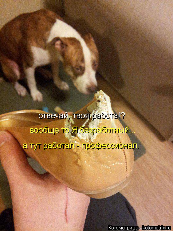 отвечай, твоя работа!? вообще то Я безработный... а тут работал - профессионал.... Котоматрица: отвечай, твоя работа!? вообще то Я безработный... а тут работал - профессионал.