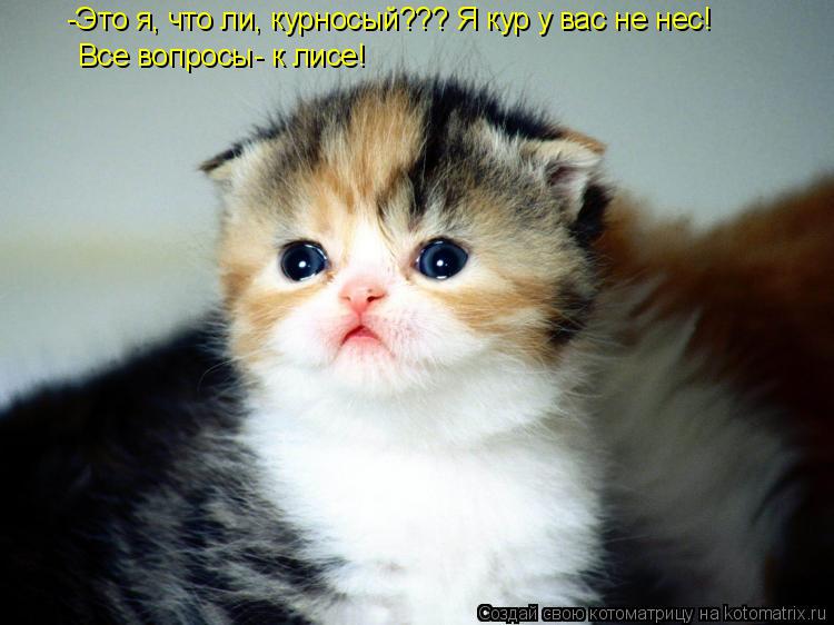 -Это я, что ли, курносый??? Я кур у вас не нес! Все вопросы- к лисе!... Котоматрица: -Это я, что ли, курносый??? Я кур у вас не нес! Все вопросы- к лисе!