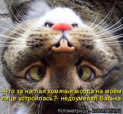 -Что за наглая хомячья морда на моём лице устроилась?- недоумевал Васька... Котоматрица: -Что за наглая хомячья морда на моём лице устроилась?- недоумевал Васька