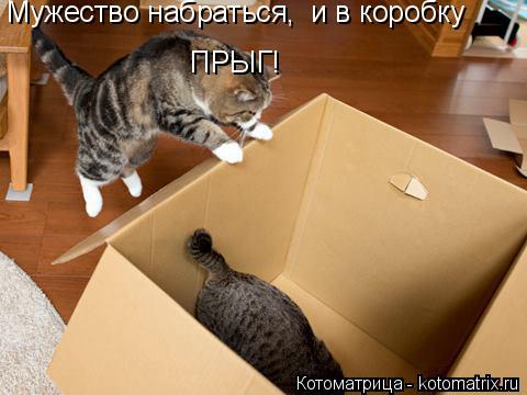 Мужество набраться, и в коробку ПРЫГ!... Котоматрица: Мужество набраться, и в коробку ПРЫГ!