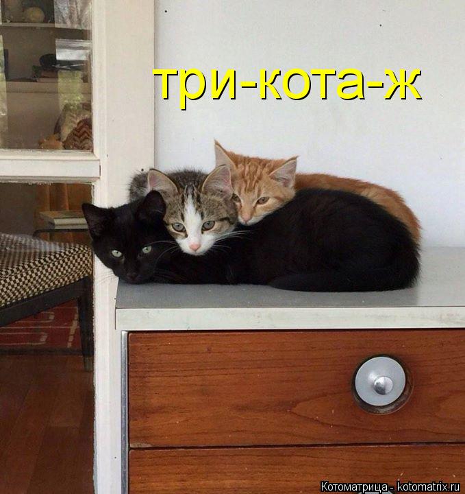 три-кота-ж... Котоматрица: три-кота-ж