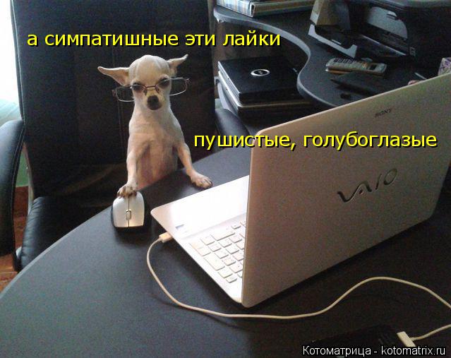 а симпатишные эти лайки пушистые, голубоглазые... Котоматрица: а симпатишные эти лайки пушистые, голубоглазые