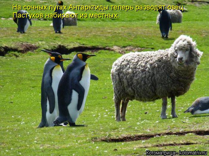 На сочных лугах Антарктиды теперь разводят овец. Пастухов набирают из местных.... Котоматрица: На сочных лугах Антарктиды теперь разводят овец. Пастухов набирают из местных.