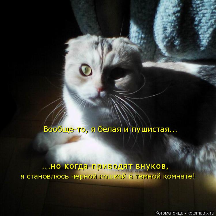 Вообще-то, я белая и пушистая... ...но когда приводят внуков, я становлюсь черной кошкой в темной ком... Котоматрица: Вообще-то, я белая и пушистая... ...но когда приводят внуков, я становлюсь черной кошкой в темной комнате!