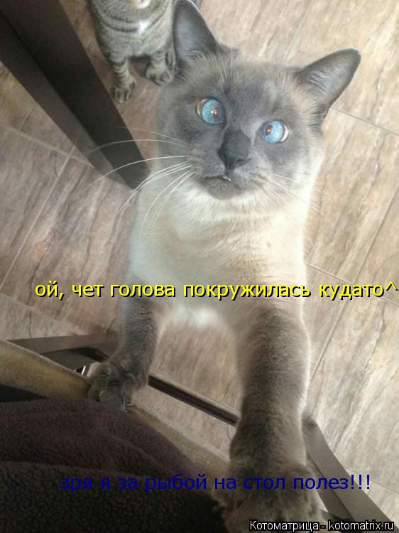 зря я за рыбой на стол полез!!! ой, чет голова покружилась кудато^_^... Котоматрица: зря я за рыбой на стол полез!!! ой, чет голова покружилась кудато^_^