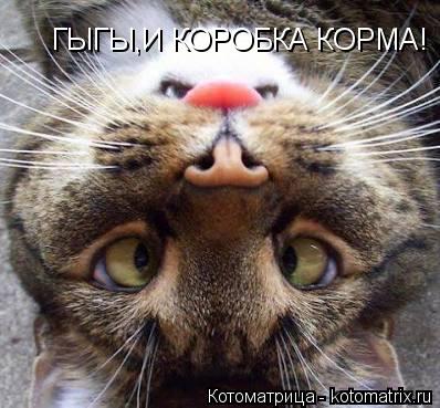 ГЫГЫ,И КОРОБКА КОРМА!... Котоматрица: ГЫГЫ,И КОРОБКА КОРМА!