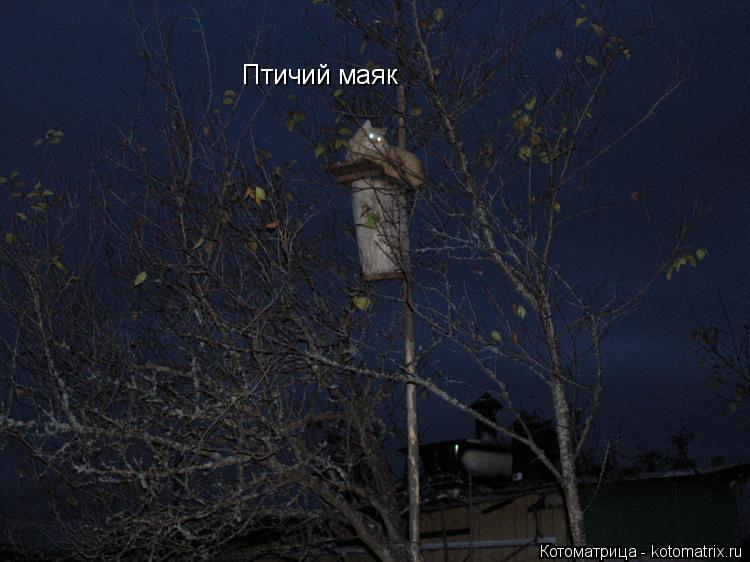 Птичий маяк... Котоматрица: Птичий маяк