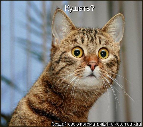 Кушать?... Котоматрица: Кушать?