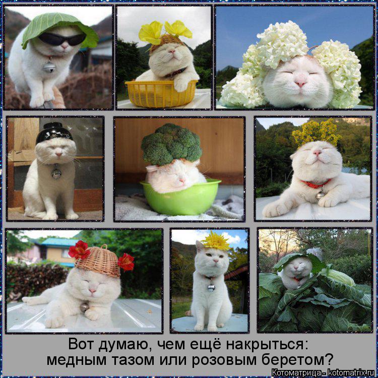 Вот думаю, чем ещё накрыться: медным тазом или розовым беретом?... Котоматрица: Вот думаю, чем ещё накрыться: медным тазом или розовым беретом?