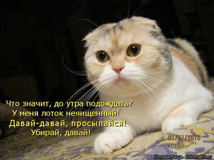 Что значит, до утра подождать? У меня лоток нечищенный! Давай-давай, просыпайся! Убирай, давай!... Котоматрица: Что значит, до утра подождать? У меня лоток нечищенный! Давай-давай, просыпайся! Убирай, давай!
