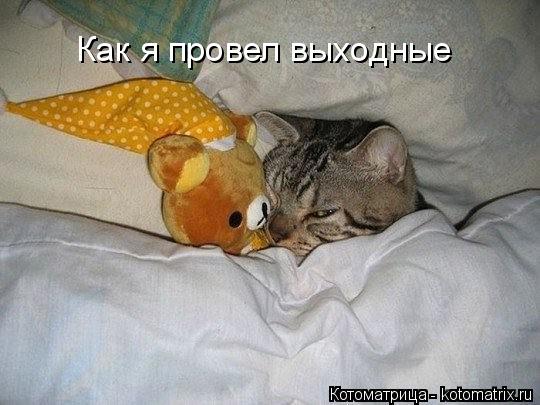 Как я провел выходные... Котоматрица: Как я провел выходные