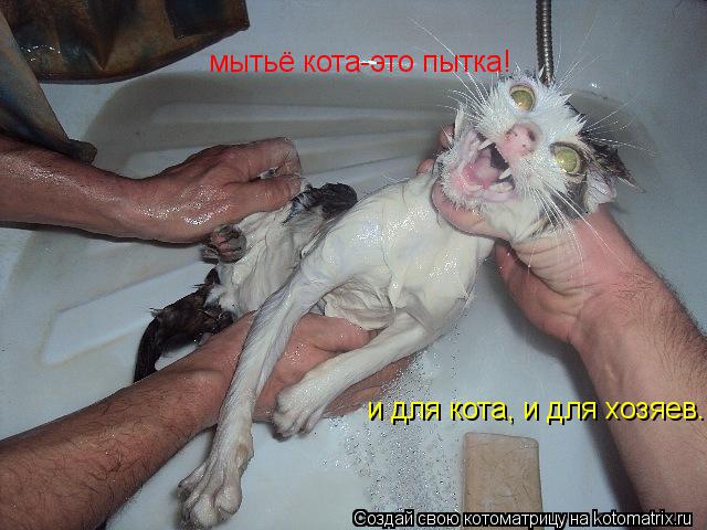 мытьё кота-это пытка! и для кота, и для хозяев...... Котоматрица: мытьё кота-это пытка! и для кота, и для хозяев...