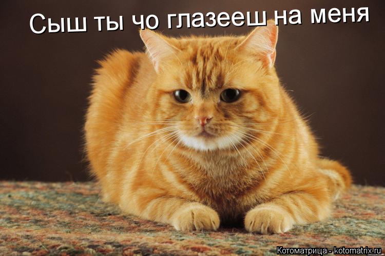Сыш ты чо глазееш на меня... Котоматрица: Сыш ты чо глазееш на меня