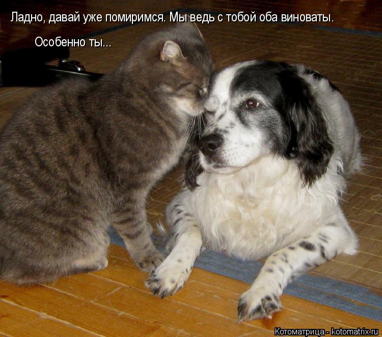 Ладно, давай уже помиримся. Мы ведь с тобой оба виноваты. Особенно ты...... Котоматрица: Ладно, давай уже помиримся. Мы ведь с тобой оба виноваты. Особенно ты...