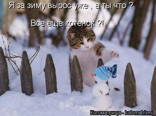 Я за зиму вырос уже , а ты что ? Все еще котенок ?!... Котоматрица: Я за зиму вырос уже , а ты что ? Все еще котенок ?!