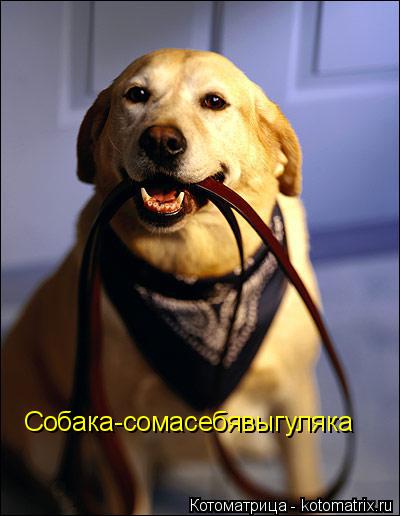 Собака-сомасебявыгуляка... Котоматрица: Собака-сомасебявыгуляка