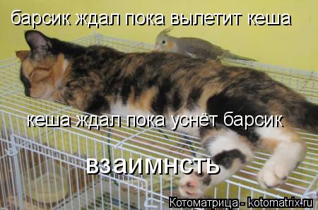 кеша ждал пока уснёт барсик взаимнсть барсик ждал пока вылетит кеша... Котоматрица: кеша ждал пока уснёт барсик взаимнсть барсик ждал пока вылетит кеша