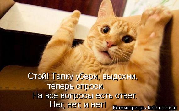 На все вопросы есть ответ. Нет, нет, и нет! Стой! Тапку убери, выдохни, теперь спроси.... Котоматрица: На все вопросы есть ответ. Нет, нет, и нет! Стой! Тапку убери, выдохни, теперь спроси.