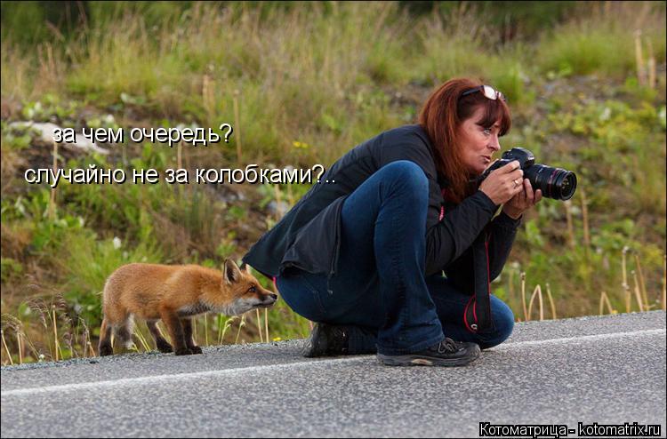 за чем очередь? случайно не за колобками?..... Котоматрица: за чем очередь? случайно не за колобками?..