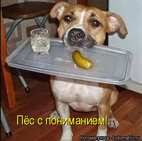 Пёс с пониманием!... Котоматрица: Пёс с пониманием!