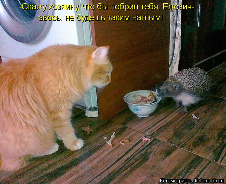-Скажу хозяину, что бы побрил тебя, Ежович- авось, не будешь таким наглым!... Котоматрица: -Скажу хозяину, что бы побрил тебя, Ежович- авось, не будешь таким наглым!