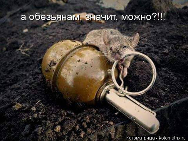 а обезьянам, значит, можно?!!!... Котоматрица: а обезьянам, значит, можно?!!!