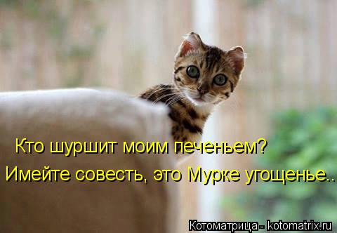 Кто шуршит моим печеньем? Имейте совесть, это Мурке угощенье...... Котоматрица: Кто шуршит моим печеньем? Имейте совесть, это Мурке угощенье...