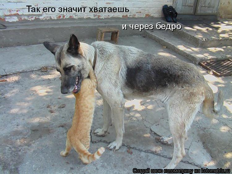 Так его значит хватаешь и через бедро... Котоматрица: Так его значит хватаешь и через бедро