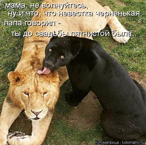 мама, не волнуйтесь, ну и что, что невестка черненькая, папа говорил - ты до свадьбы пятнистой была.... Котоматрица: мама, не волнуйтесь, ну и что, что невестка черненькая, папа говорил - ты до свадьбы пятнистой была..