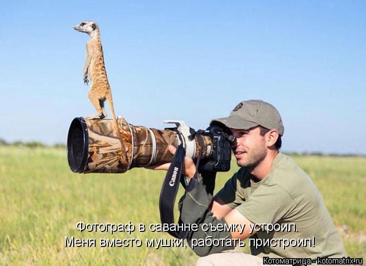 Меня вместо мушки, работать пристроил! Фотограф в саванне съемку устроил.... Котоматрица: Меня вместо мушки, работать пристроил! Фотограф в саванне съемку устроил.