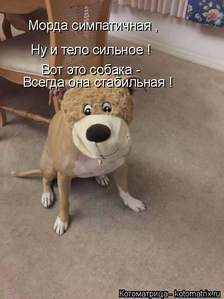 Морда симпатичная , Ну и тело сильное ! Вот это собака - Всегда она стабильная !... Котоматрица: Морда симпатичная , Ну и тело сильное ! Вот это собака - Всегда она стабильная !